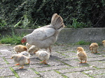 SX20235 Chicken with chicks at motorway services in Belgium.jpg